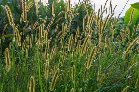 Dwarf Fountain Grass
