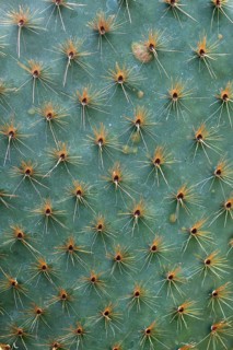 Needles of Opuntia