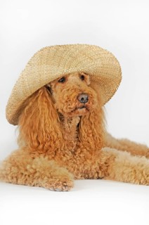 Large poodle