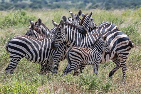 Plains Zebras
