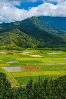 Taro fields near Hanalei on the island of Kauai