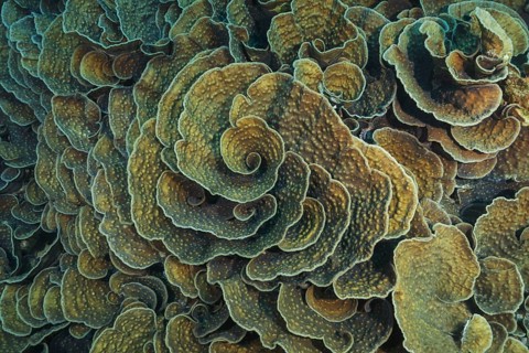 Stony Coral