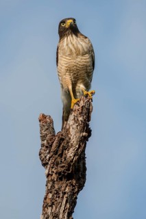 Roadside hawk