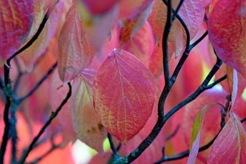 Common Dogwood