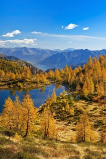 Larches