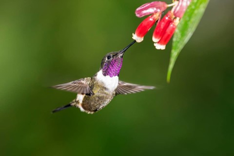 Purple-throated woodstar