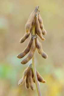 Soya beanplant