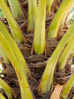 Date palm trunk