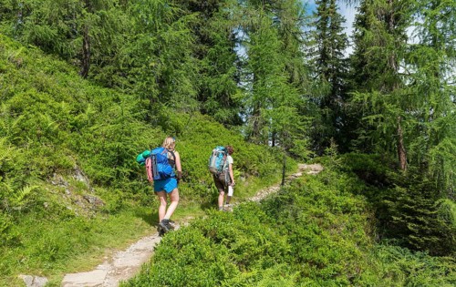 Hikers on a trail through a larch forest