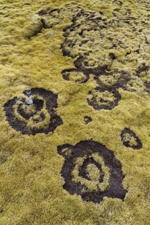 fairy ring in the moss