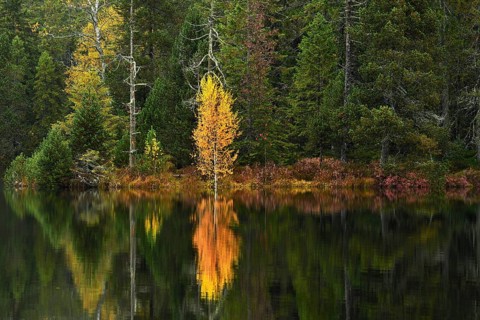 Trees reflected in lake