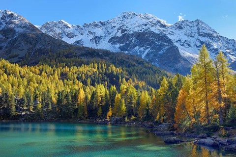 Larch Forest on Lake Lago di Saoseo