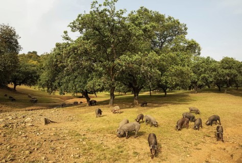 Grazing black Iberian pigs under holm oaks