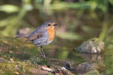 Robin