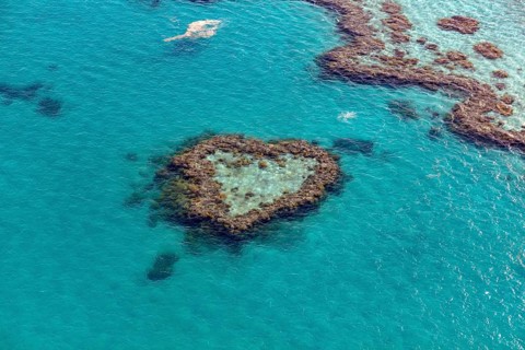 Coral Reef