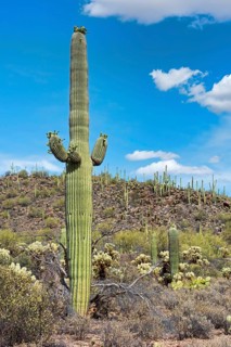 Saguaro