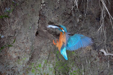 Kingfisher