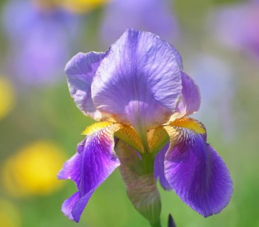 German iris hybrid