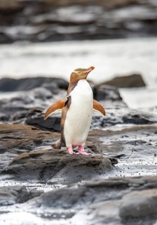 Yellow-eyed penguin
