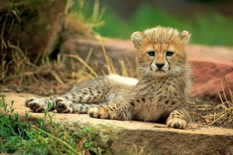 Sudan cheetah