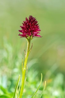 Orchid