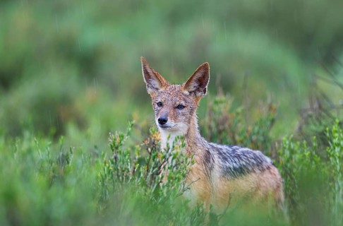 Black-backed Jackal