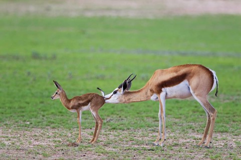 Springboks