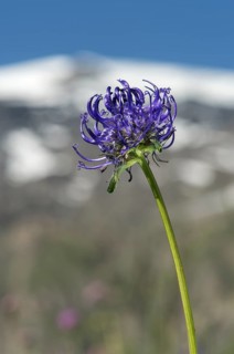 Round-headed rampion