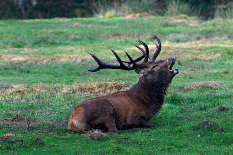 Tubular red deer during rutting season
