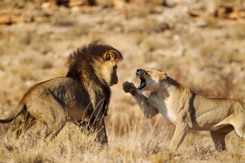 Lions