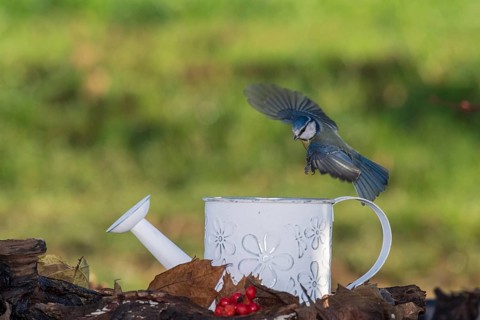 Blue tit