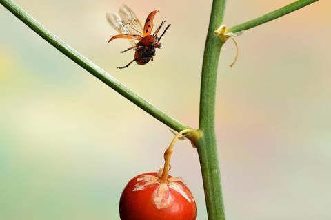 Spotted asparagus beetle