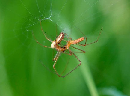 Stretcher spiders