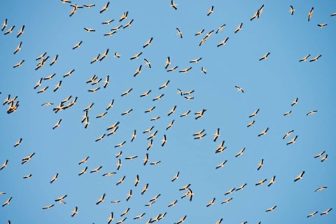 White Storks