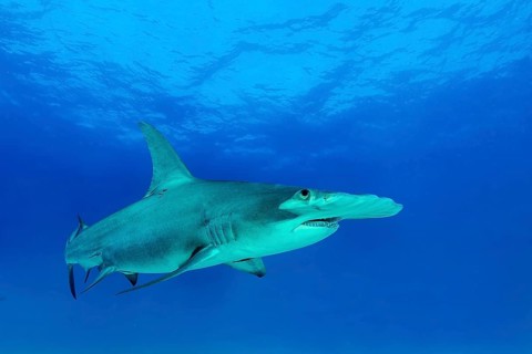 Great hammerhead