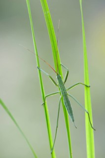 Saga pedo bush cricket