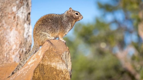 Rock squirrel