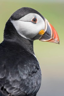 Puffin