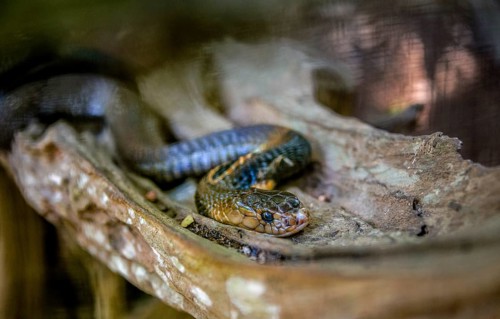 Common brown snake