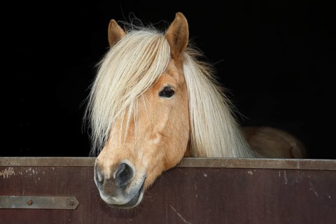 Iceland horse