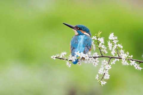 Kingfisher