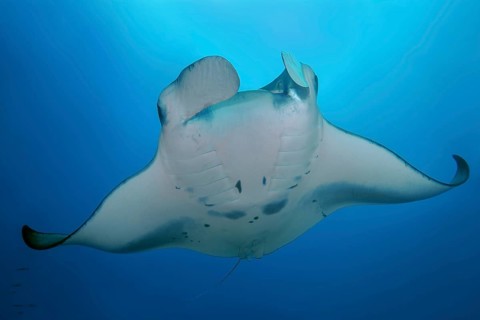 Pelagic manta ray
