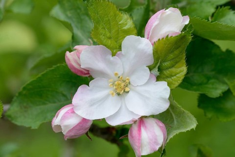 Apple tree blossom