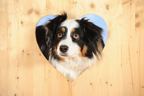 Australian Shepherd