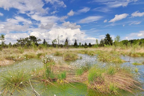 Hare's-tail cottongrass