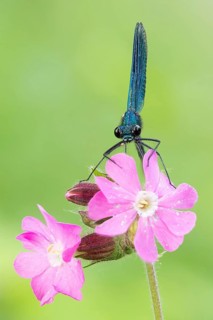 Beautiful demoiselle