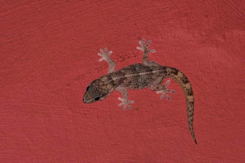Boettger's wall gecko