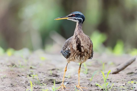 Sunbittern