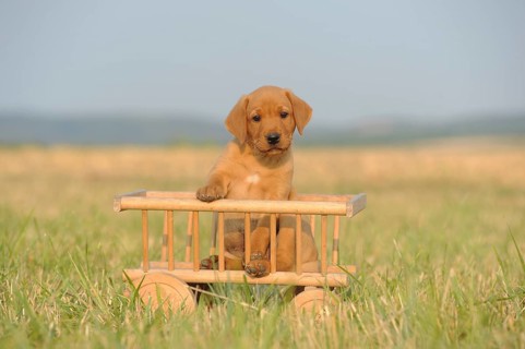 Labrador Retriever