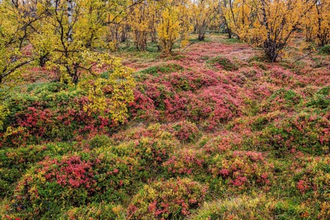Autumnal forest floor